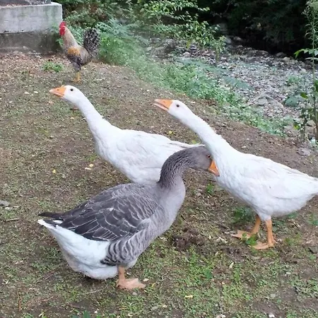 Oda ve Kahvaltı Gli Ulivi Fosdinovo